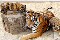 Việt Nam sở hữu loài hổ quý hiếm nhất hành tinh, nghi đã tuyệt chủng