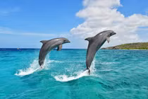 Nước biển mặn không thể uống trực tiếp, cá heo bổ sung nước thế nào? 