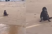 “Người ngoài hành tinh đen” trên bãi biển: Té ngửa khi biết sự thật! 