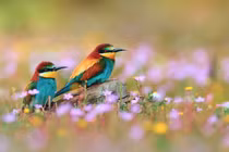 Rằm tháng Giêng viên mãn, 3 con giáp gieo may mắn, nhân đôi phúc khí