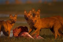 Kinh ngạc kẻ săn mồi vô danh có thể hạ gục được Chúa sơn lâm 