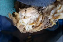 Đào trúng “súp lơ”, ai ngờ báu vật Tần Thủy Hoàng khát khao sở hữu 