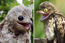 Giật mình 4 loài chim giống hệt “người ngoài hành tinh”, nhìn phát hãi 