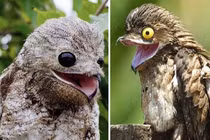 Giật mình 4 loài chim giống hệt “người ngoài hành tinh”, nhìn phát hãi 