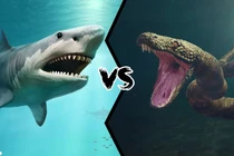 Nếu cá mập Megalodon “đụng độ” trăn Titanoboa, chuyện gì sẽ xảy ra?