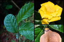 Ngắm loài cây “quý như vàng” ở Việt Nam: Nằm trong Sách Đỏ thế giới! 