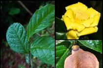 Ngắm loài cây “quý như vàng” ở Việt Nam: Nằm trong Sách Đỏ thế giới! 
