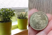 Cửa sổ đặt 3 thứ này, đảm bảo hút tài lộc, đẩy bay xui xẻo