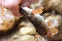 Loài cá quý chỉ có ở Hoàng Liên Sơn: Được ví như “nhân sâm nước"! 