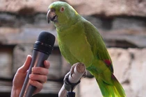 Vì sao vẹt không biết hót nhưng cực thích bắt chước tiếng người? 