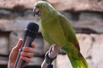 Vì sao vẹt không biết hót nhưng cực thích bắt chước tiếng người? 