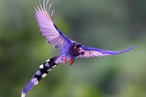 Loài chim sặc sỡ bậc nhất Việt Nam, “bước ra” từ ca dao tục ngữ