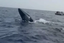 Nhân viên tàu du lịch lặn xuống biển giải cứu cá voi