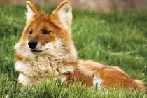 Loài chó châu Á hạ gục cả hổ báo: Có trong Sách Đỏ Việt Nam! 