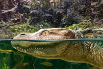 Phát hiện hài cốt quái thú 230.000 tuổi chưa từng biết: Loài khác biệt! 