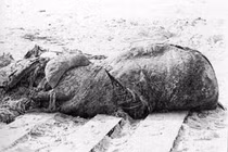 Top thủy quái có thật đáng sợ nhất hành tinh: Số 6 ở Việt Nam