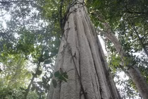 Nhặt được khúc gỗ khủng, té ngửa phát hiện “kho báu” bên trong