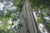 Nhặt được khúc gỗ khủng, té ngửa phát hiện “kho báu” bên trong