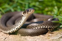 Hé lộ sự thật kỳ lạ về loài rắn khiến bạn phát “sốc" 