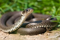 Hé lộ sự thật kỳ lạ về loài rắn khiến bạn phát “sốc" 