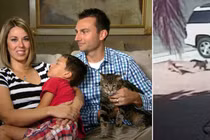 Video: ‘Anh hùng’ mèo ra tay ‘tẩn’ chó dữ, giải cứu cậu chủ ngoạn mục