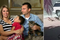 Video: ‘Anh hùng’ mèo ra tay ‘tẩn’ chó dữ, giải cứu cậu chủ ngoạn mục