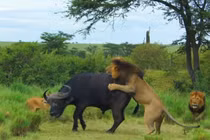 Video: Trâu rừng giành chiến thắng khó tin trong cuộc chiến với bầy sư tử