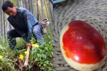 Đang đào măng, lão nông vô tình “va phải” báu vật tiền tỷ