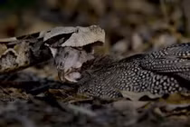 Rợn người loài rắn cực độc, răng nanh dài nhất hành tinh