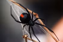 Top động vật tàn nhẫn máu lạnh nhất hành tinh, chớ dại “cà khịa“