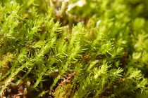 Bất ngờ thủ phạm khiến “hóa thạch sống” Tây Tạng sắp tuyệt chủng 