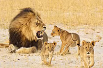 Giật mình loạt "ông bố" sẵn sàng ăn thịt con trong thế giới động vật