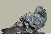 Kinh ngạc những động vật có bộ lông “độc nhất vô nhị" hành tinh