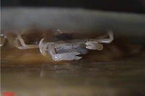 Cận cảnh loài cua đậu đặc biệt mới phát hiện ở Việt Nam