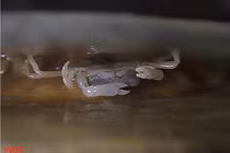 Cận cảnh loài cua đậu đặc biệt mới phát hiện ở Việt Nam