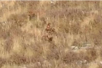 Đang chụp ảnh, phát sốc khi thấy quái vật Bigfoot lọt vào ống kính