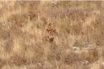 Đang chụp ảnh, phát sốc khi thấy quái vật Bigfoot lọt vào ống kính