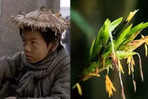 Tre nở hoa đáng sợ như thế nào?