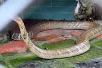 Tận mục rắn hổ chúa khổng lồ trong trại rắn nổi tiếng Việt Nam 