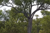 “Mắt chữ A miệng chữ O” với loài cây mọc ra... vàng thật