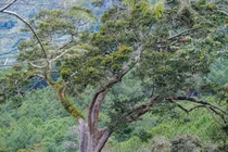 Loài Du sam đá vôi quý hiếm sao Việt Nam bảo tồn gấp? 