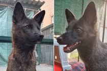 Chiêm ngưỡng chó lai cáo đầu tiên trên thế giới, đẹp như “thần thú” 