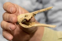 Phát hiện hóa thạch “tổ tiên” thú mỏ vịt: Sách giáo khoa phải viết lại? 