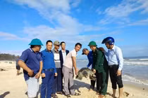 Rùa biển cổ đại cực hiếm, mắc lưới ngư dân ở Quảng Trị