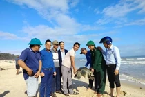 Rùa biển cổ đại cực hiếm, mắc lưới ngư dân ở Quảng Trị