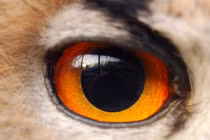 Kinh ngạc những loài động vật có “nhãn thần” xuất sắc nhất hành tinh