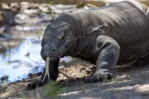 Tốc độ “khủng khiếp” của rồng Komodo khi truy đuổi con mồi