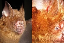 Loài động vật kỳ dị phát hiện ở Việt Nam: Ngoại hình cực ám ảnh!