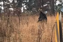 Xuất hiện dấu chân khổng lồ ở Úc: Quái vật Bigfoot thực sự tồn tại? 