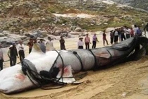 Rùng rợn “thủy quái” huyền bí nhất Trung Quốc: Không ai dám đến gần! 